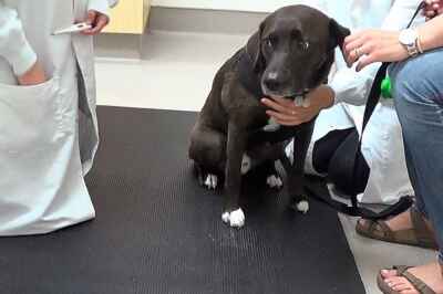 Dogs Separated From Owners Show Stress During Vet Visits, U of G Research Finds