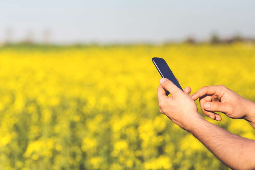 A hand halds a cellphone against a canola field