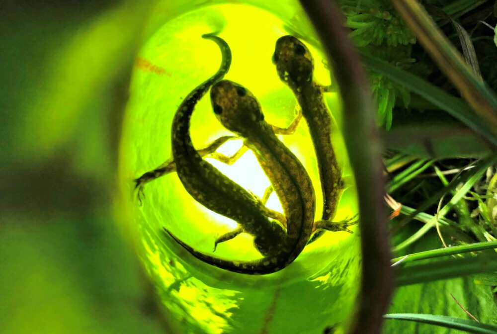 Photo shows 3 baby salamanders inside a pitcher plant