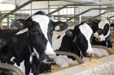 U of G-Led Dairy Alliance Aims to Improve Competitiveness, Sustainability of Dairy Industry