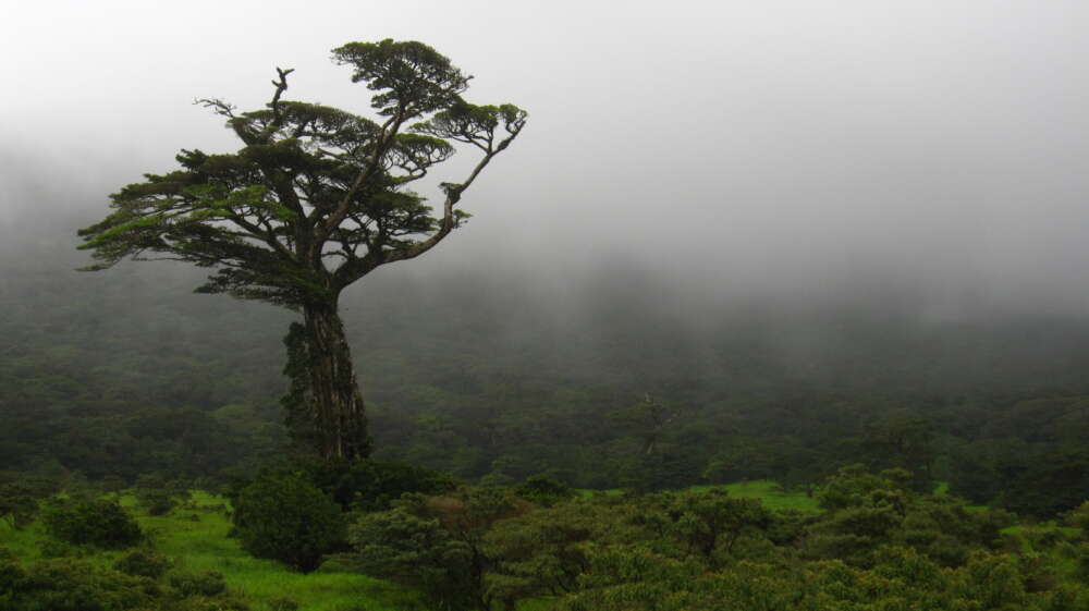 A single tall tree stands out among a cloud forest in Costa Rica