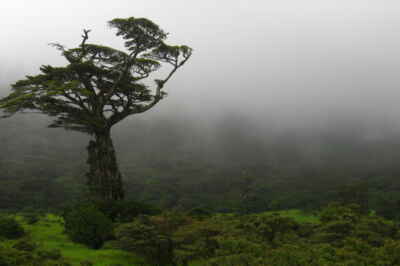 Climate Change Alters Ant, Spider Range and Diversity, U of G Studies Find