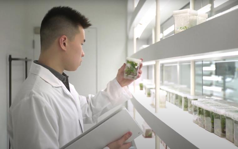 Agriculture student Weilun Lin holds a plant sample
