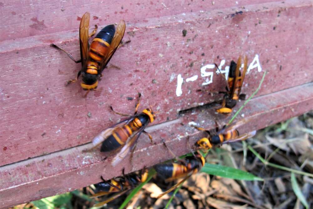 Several giant hornets hovering around a wooden honey bee hive entrance hole