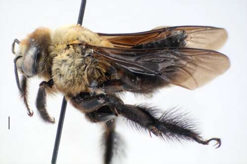 A close-up lateral photo of a hibiscus bee