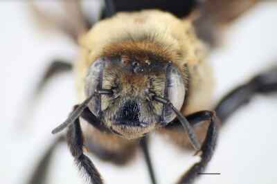 U of G Bee Discovery Makes Headlines