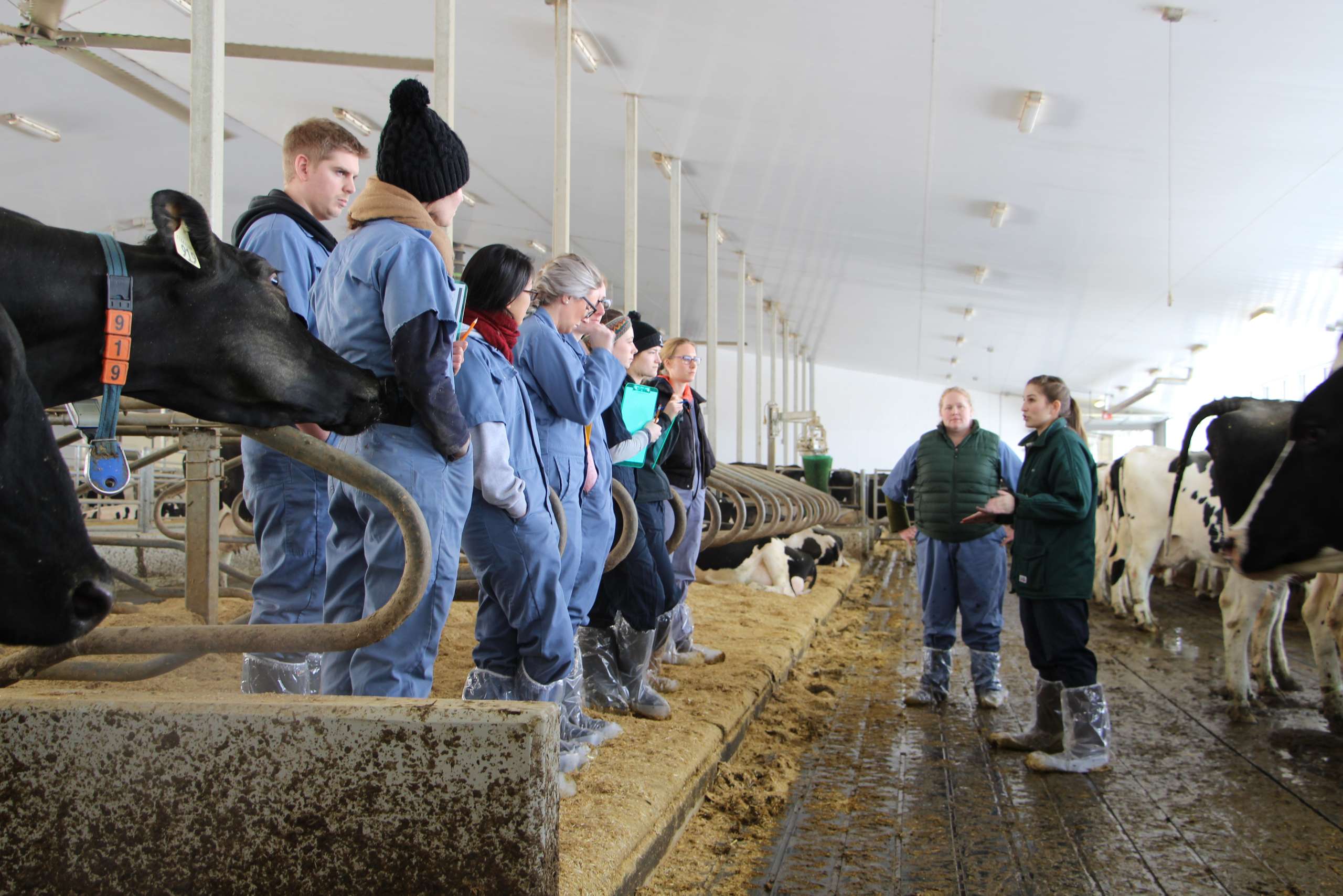 U of G’s WorldRenowned Dairy Cattle Welfare Program Virtual This Year U of G News