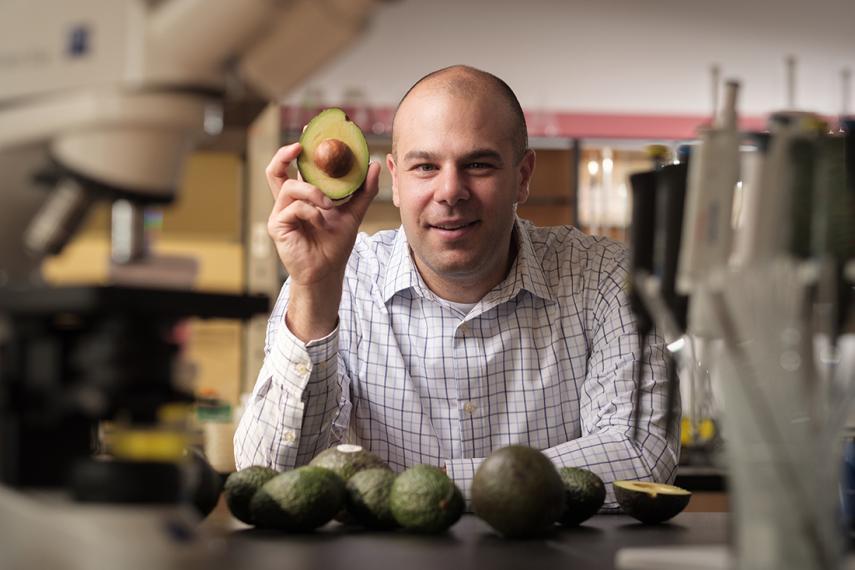 man seated before several avocados and holding half an avocado in his right hand