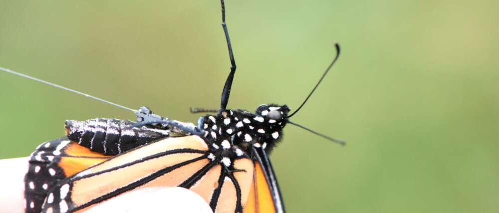 Closeup photo of a monarch with a wired transmitter on its thorax