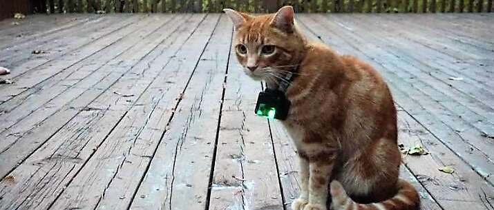 An orange tabyy cat wearing a catcam on a collar sits on a deck