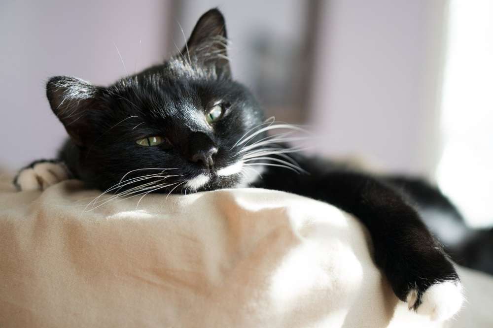 A sleepy black cat on a pillow