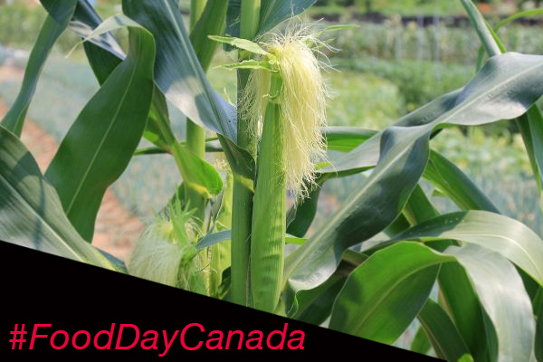 A closeup of a corn stalk with yellow silk coming out the top