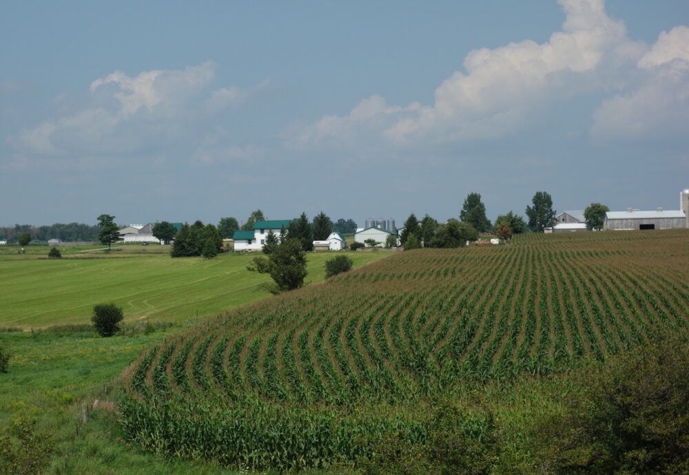 Late summer rural scene with cornfield and farm buildings in background