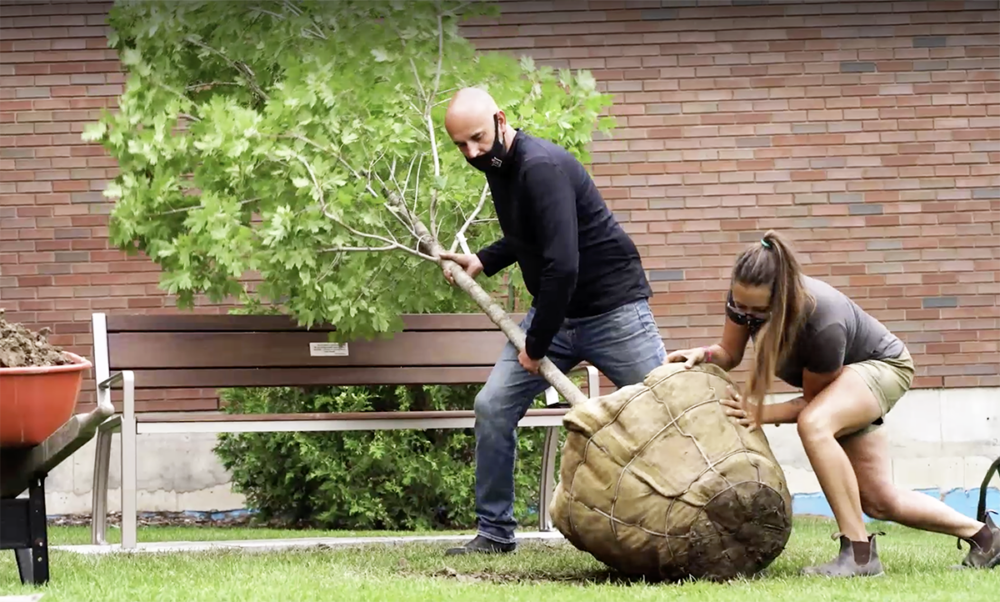A man and a woman push a tree wrapped in burlap
