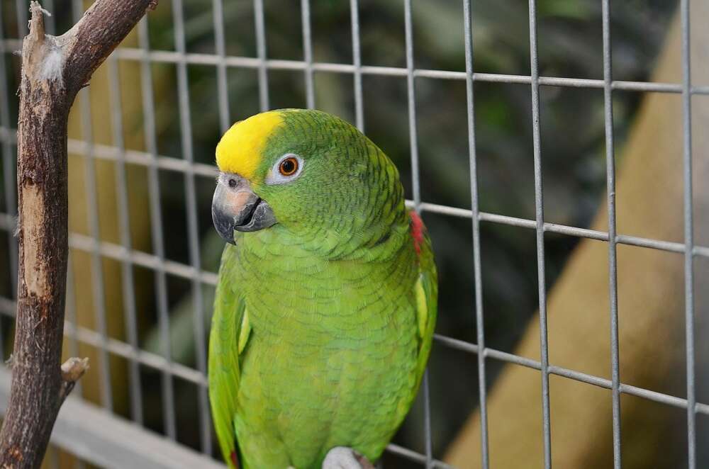 green parrot in cage