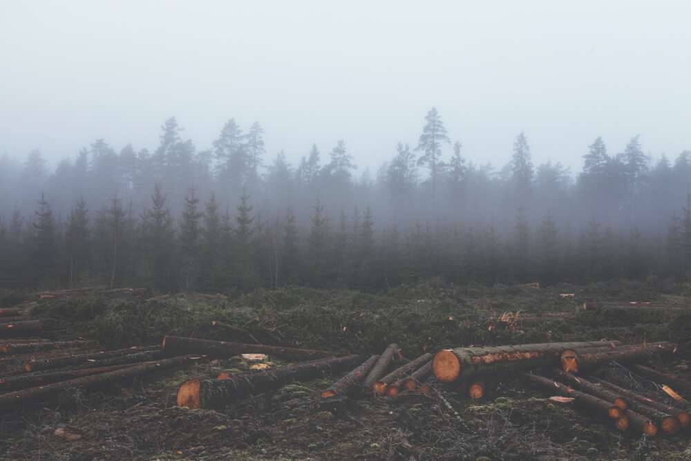 trees cut down and lying on the ground with evergreen trees in the in rows in the background