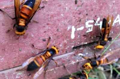 Giant Hornet Attacks Cause Honeybee Alarm Buzz in Hives, U of G Study Reveals