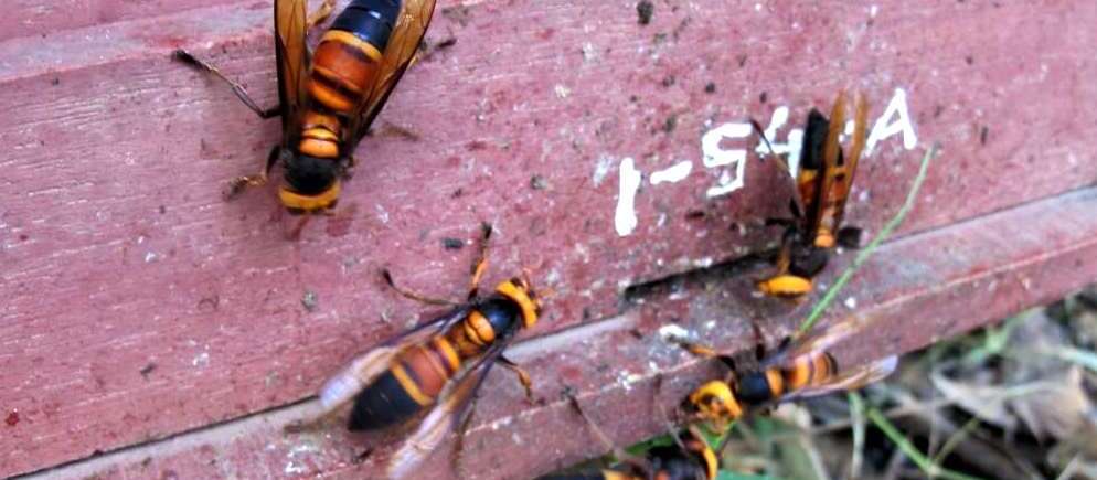 Closeup of five giant hornets
