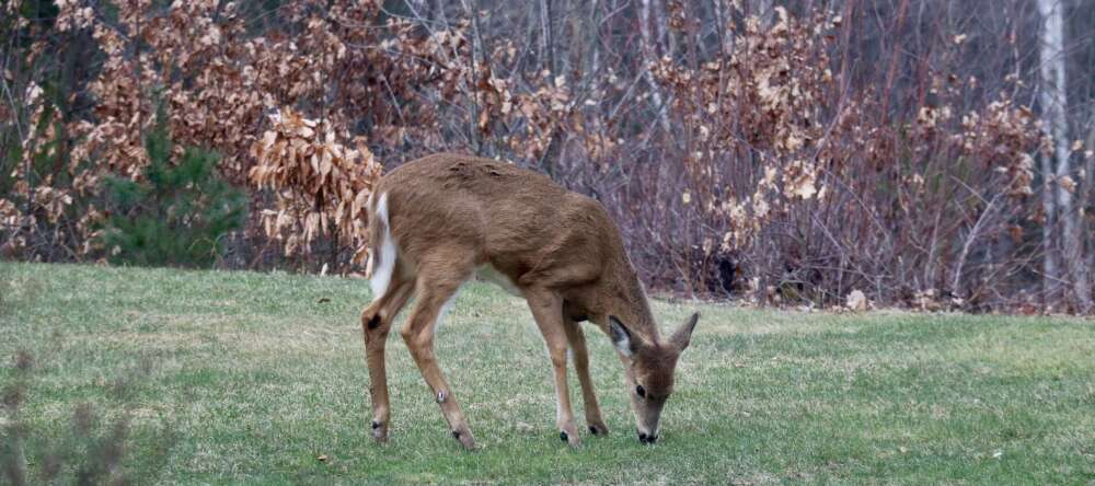 A lone deer grazing on a lawn