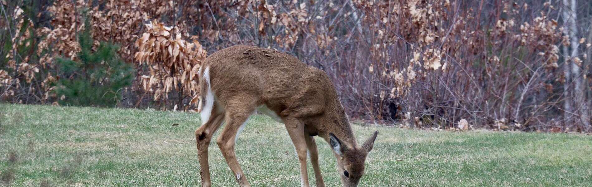 A lone deer grazing on a lawn
