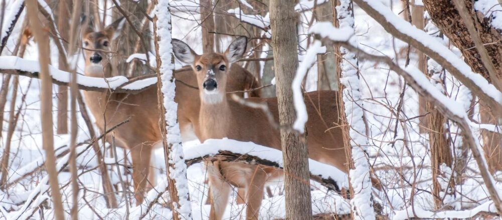 brown deer on snow covered ground during daytime
