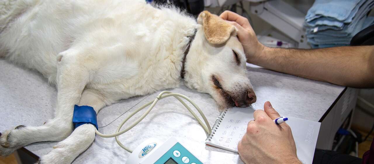 A sick dog lies on an exam table