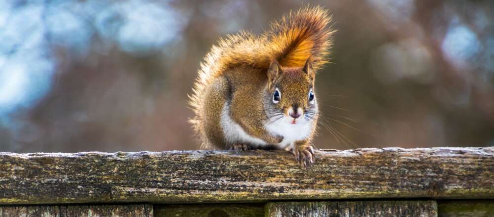 A red squirrel faces the camera while on a wooden fence