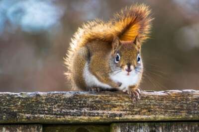 U of G-Made Squirrel Life App Offers Users ‘Gateway’ to Nature  