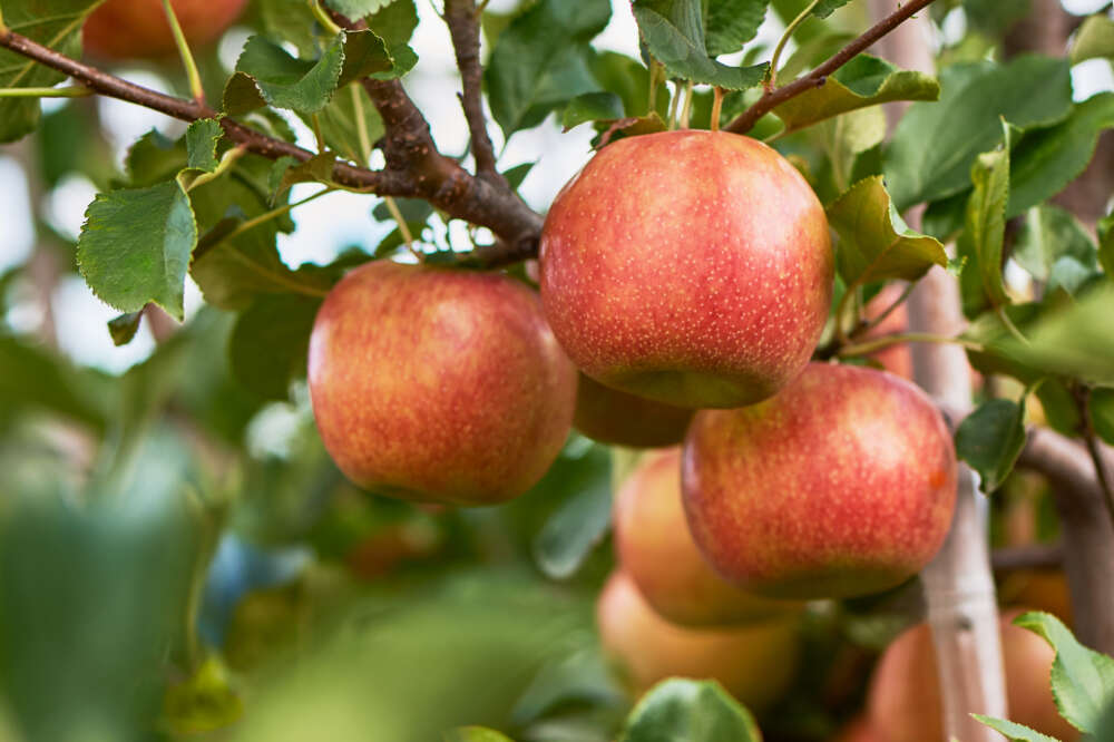 A handful of apples hang from the arm of a tree.