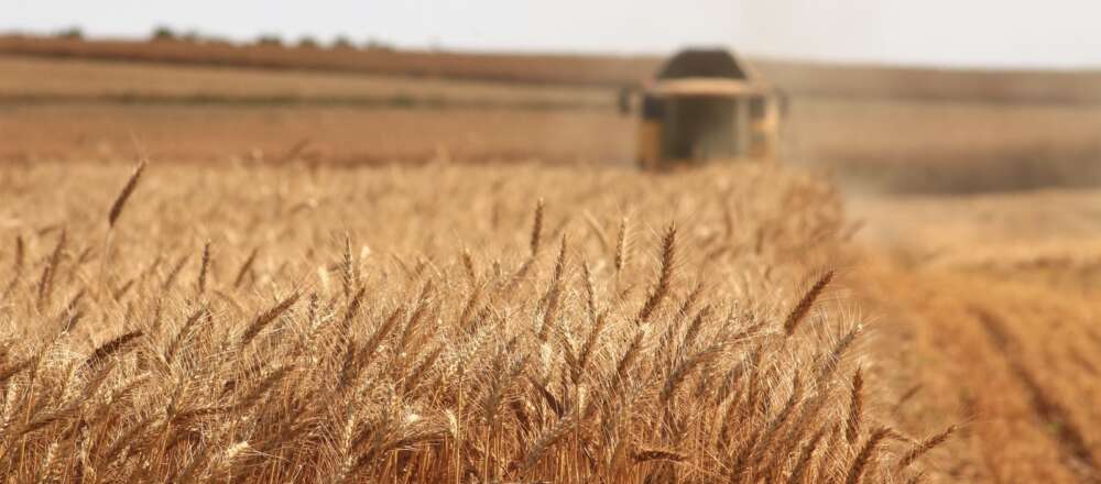 Wide shot of a wheat field and a harvesting machine in background