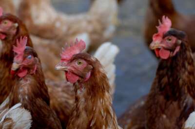 Ontario Investing in New Poultry Research Centre