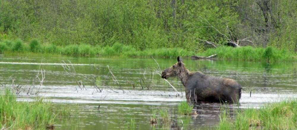 A lone moose stands in a pond surrounded by forest