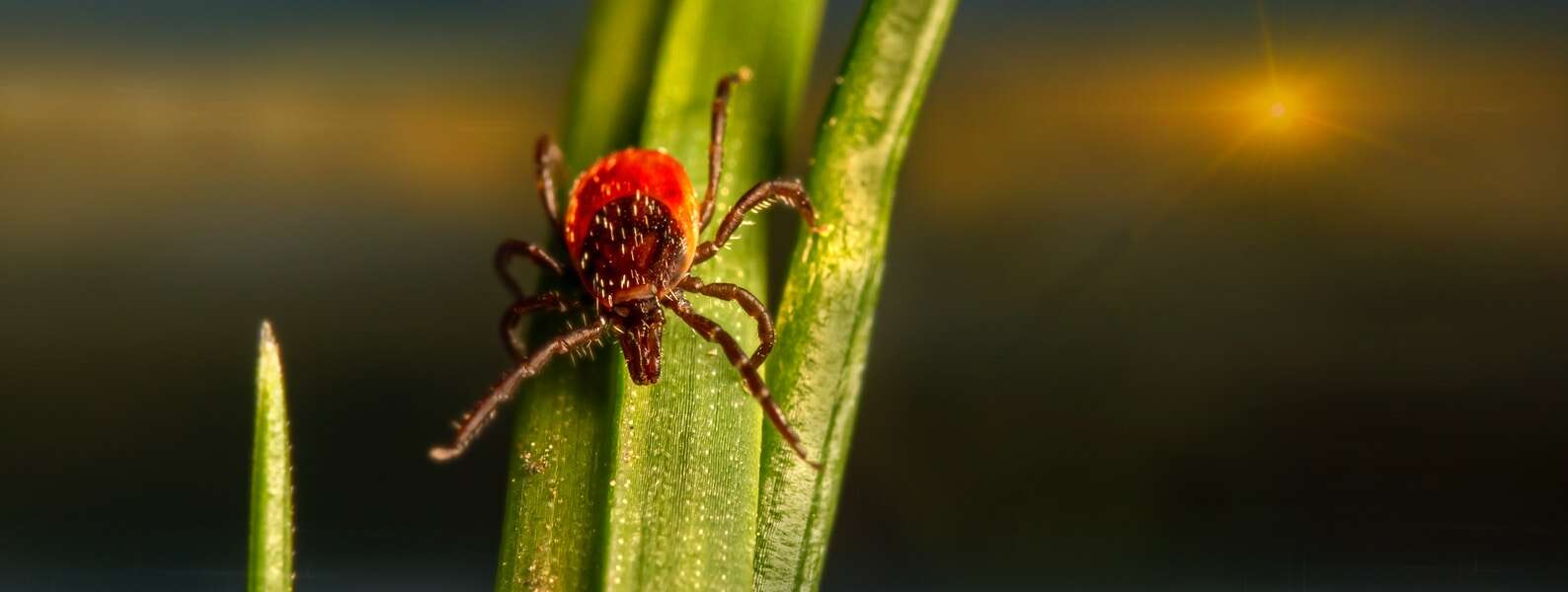 a red blacklegged tick crawls on a blade of grass