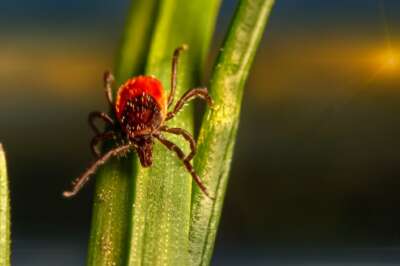 U of G Study May Help Pinpoint Lyme Disease Hot Spots