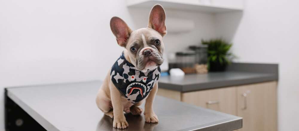 white and black short coated dog wearing white and black polka dot shirt