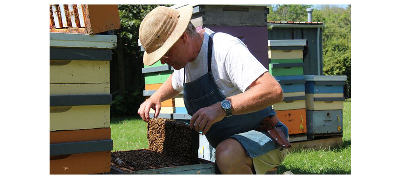 Paul Kelly wears a beekeeper's hat and pulls out a honeycomb