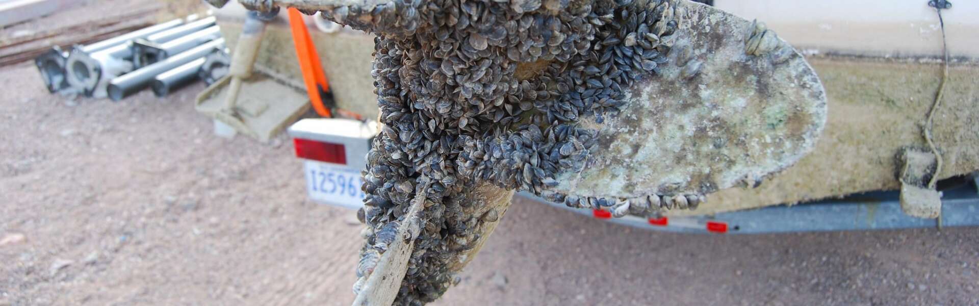 Zebra mussels are seen encrusted on a boat propeller
