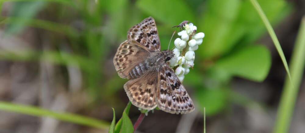A female mottled duskywing sits on snakeroot flower