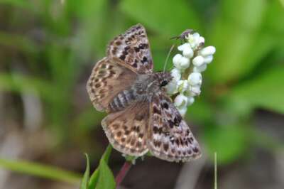 U of G Team Reports Initial Success of Endangered Butterfly Reintroduction in Ontario Park