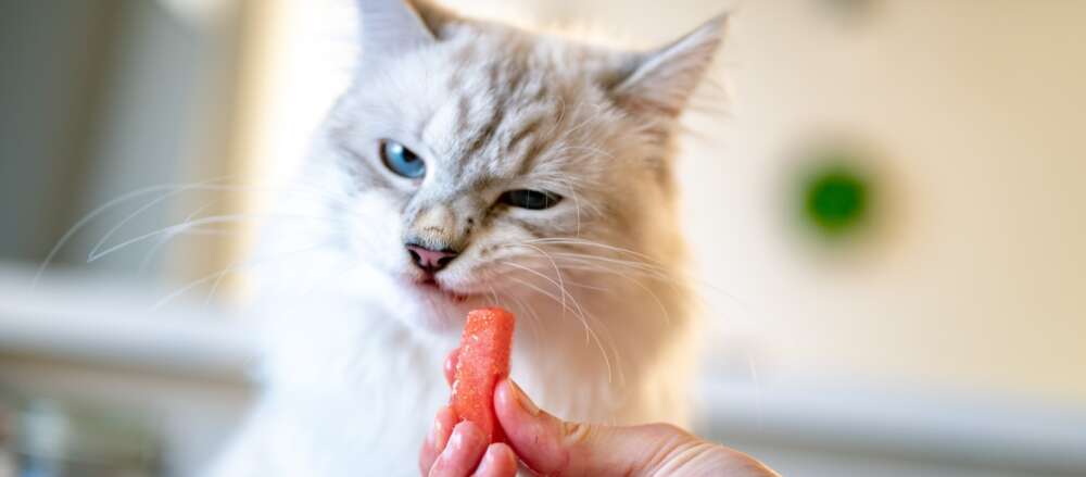 person offering carrot to cat