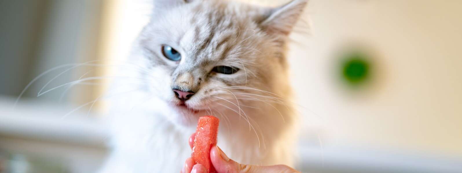 person offering carrot to cat