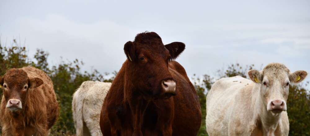 Brown and white cows in a pasture.