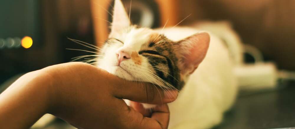 white and brown cat being scratched under the chin