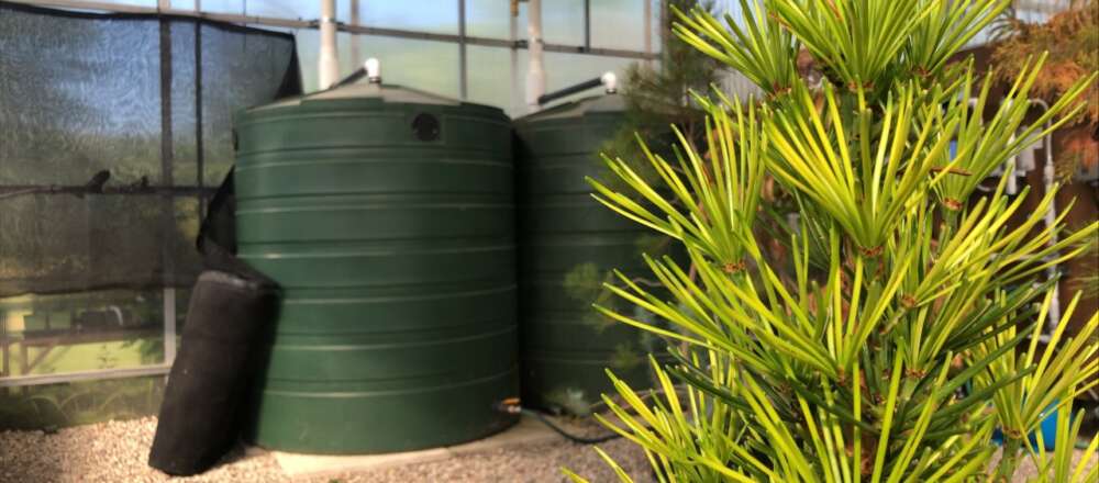 Large dark green barrels sit inside of a greenhouse. In the foreground is a bright green coniferous tree.