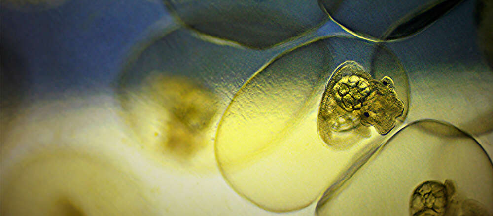 A closeup of a single snail embryo