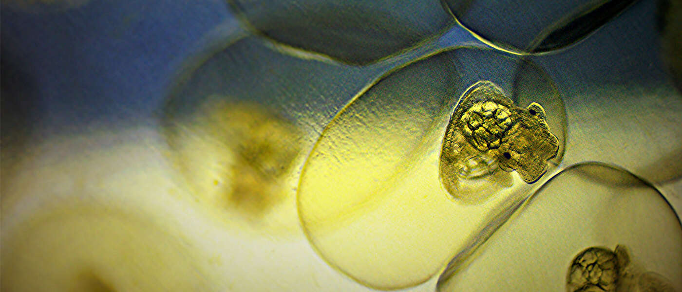 A closeup of a single snail embryo