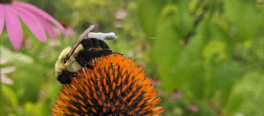 A bumblee wearing a radio tracker on a pink coneflower. Behind it are green leaves.