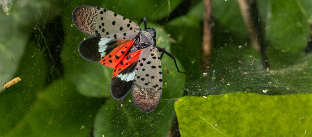 A brown, black and red fly with black spots on its wings sits on a spider web over green leaves.