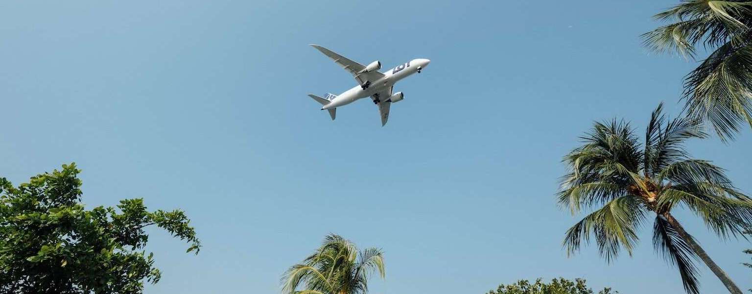 An airplane flying through a blue sky and framed by green palm trees.