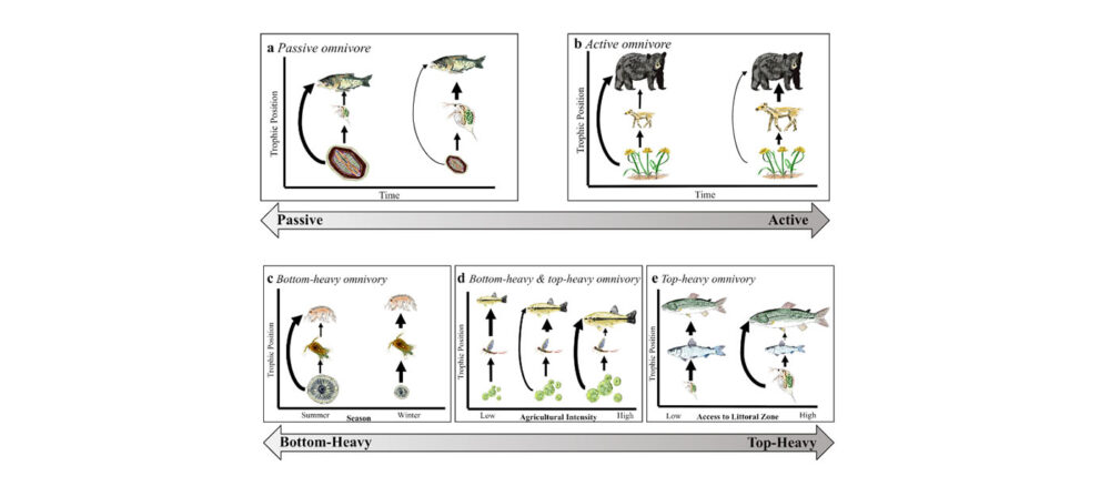 A diagram showing how various food webs work
